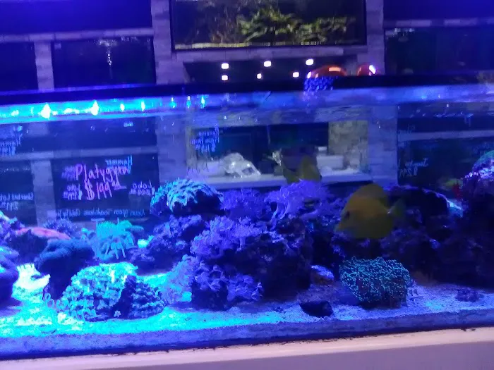 Ocean's Tropical Fish Picture 7