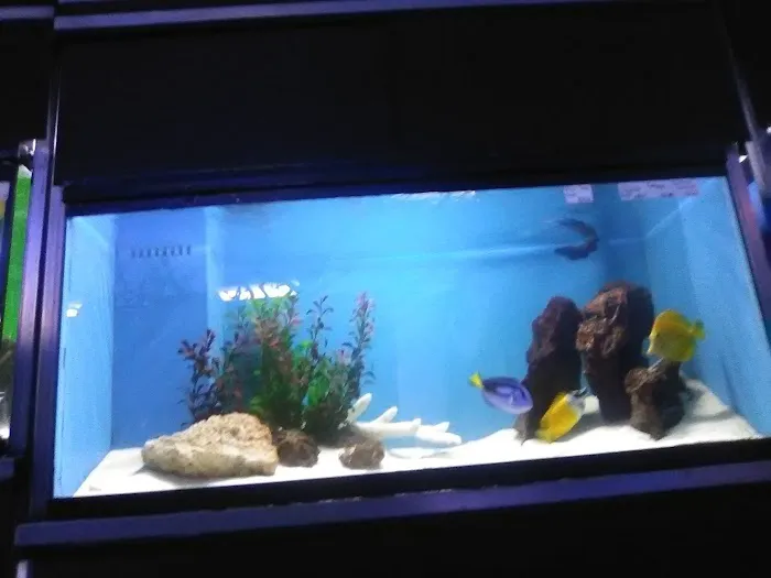 Ocean's Tropical Fish Picture 3