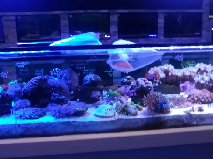 Ocean's Tropical Fish Picture 2
