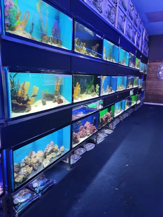 Ocean's Tropical Fish Picture 6
