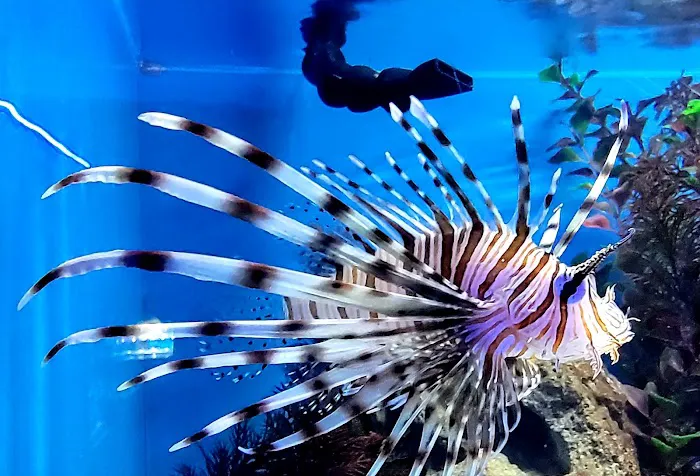 Ocean's Tropical Fish Picture 10