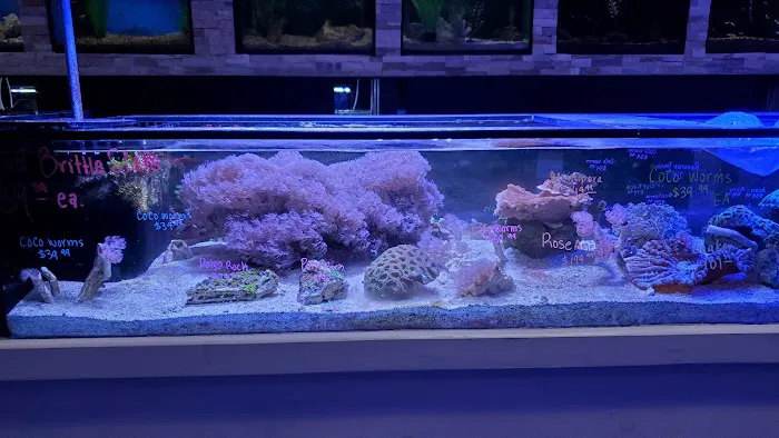 Ocean's Tropical Fish Picture 9