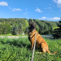 Tackett's Mill Veterinary Hospital ico