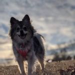 Woodbridge Animal Hospital: Moore Kara DVM