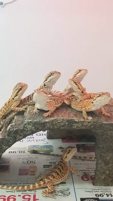 Reptiles Reptropolis Picture 1