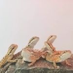 Reptiles Reptropolis