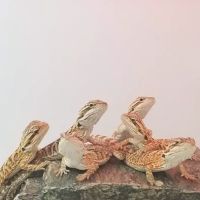 Reptiles Reptropolis ico