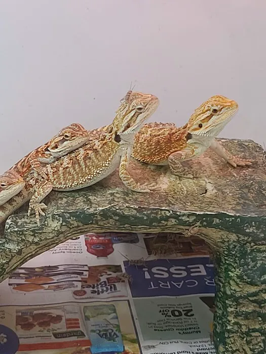 Reptiles Reptropolis Picture 3