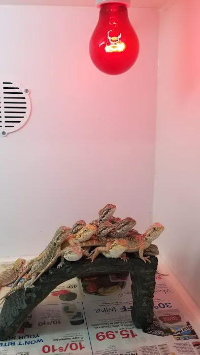 Reptiles Reptropolis Picture 2