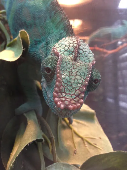 Reptiles Reptropolis Picture 6