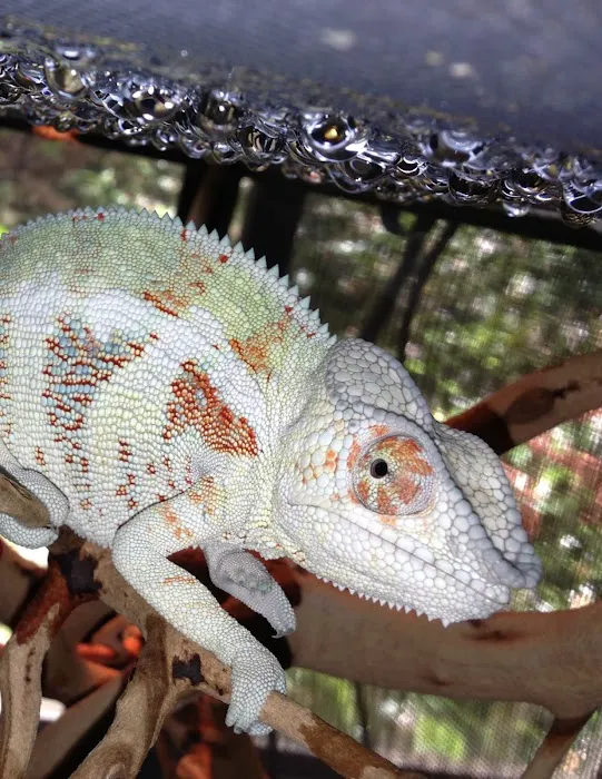 Reptiles Reptropolis Picture 9
