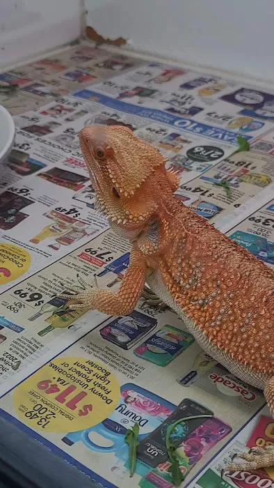 Reptiles Reptropolis Picture 5