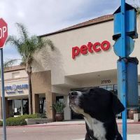 Petco ico