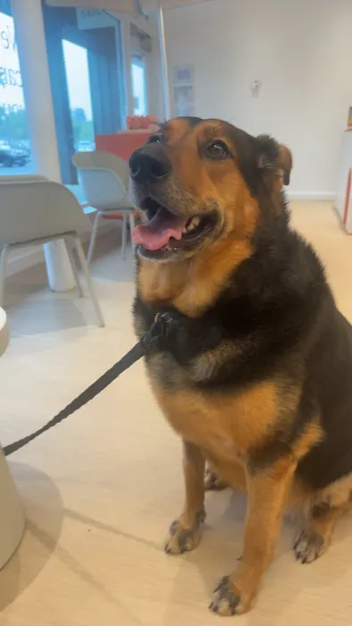 Small Door Veterinary - McLean Picture 9