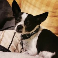 Northside Veterinary Clinic ico