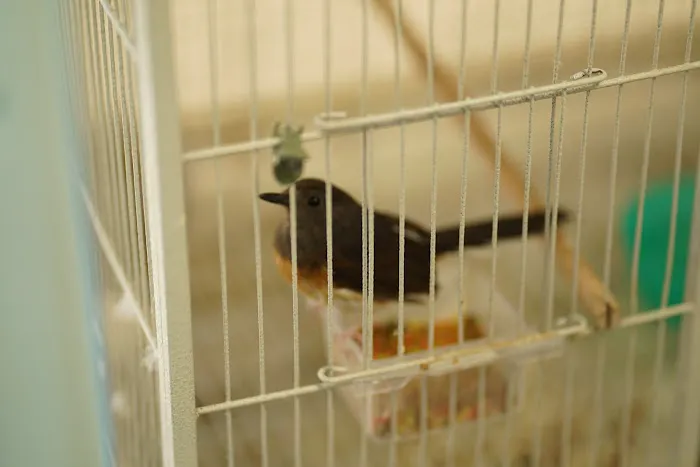 Pets R Us, Pet Grooming & Supplies Picture 6