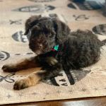 Cherrydale Veterinary Clinic