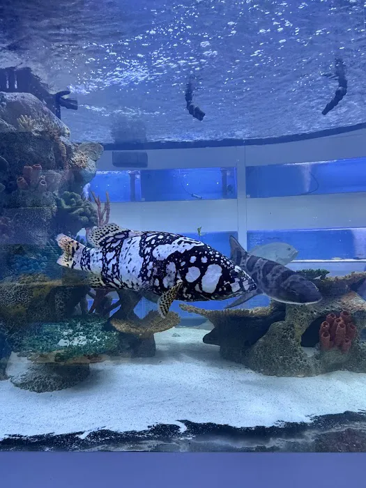 Harry's Marine Life Burbank Picture 6