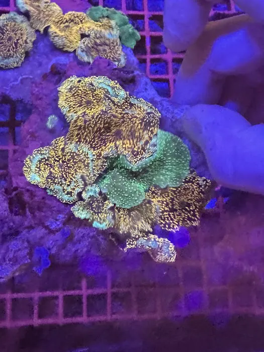 Harry's Marine Life Burbank Picture 5