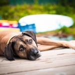 Ballston Animal Hospital