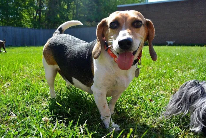 Ballston Animal Hospital Picture 7