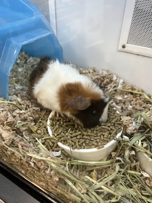 Petco Picture 7