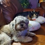 Banfield Pet Hospital