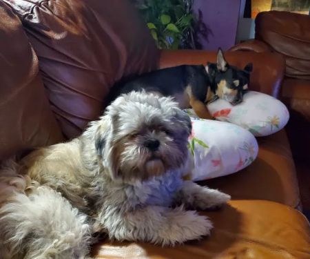 Banfield Pet Hospital