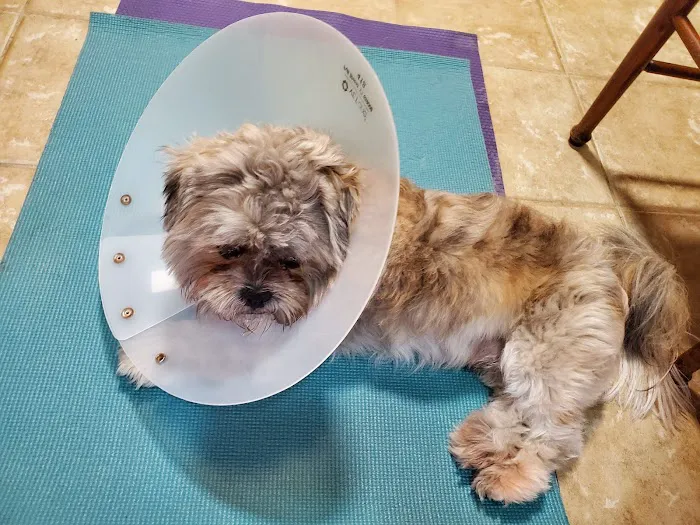 Banfield Pet Hospital Picture 2