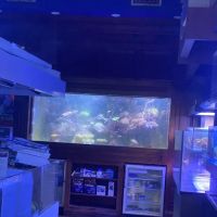 SPS Coral Store ico