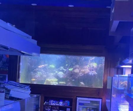 SPS Coral Store