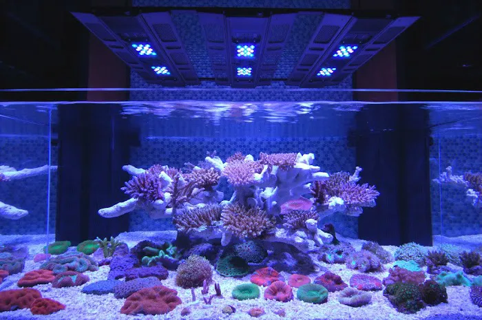 SPS Coral Store Picture 3