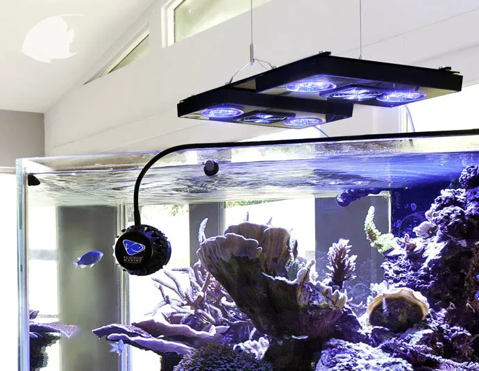 SPS Coral Store Picture 2
