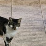Tyrone Veterinary Associates