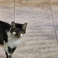 Tyrone Veterinary Associates ico