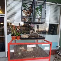 Burbank Scales 'N' Tails ico