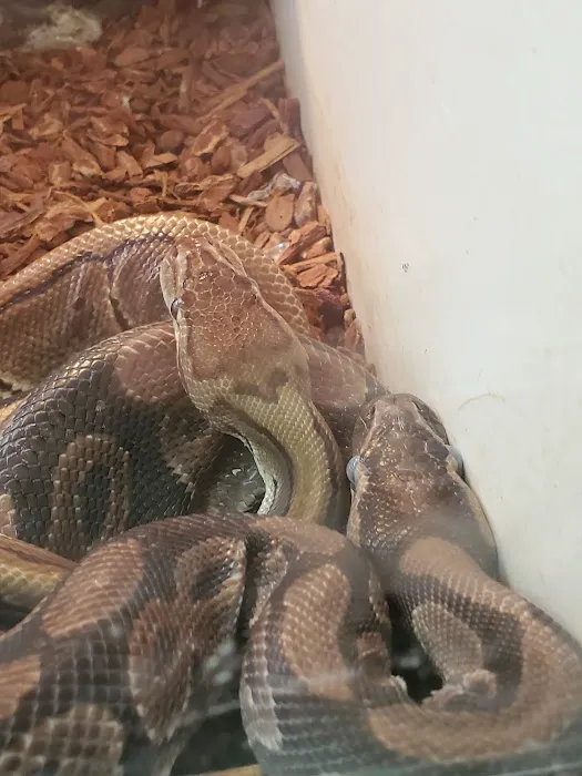Burbank Scales 'N' Tails Picture 5