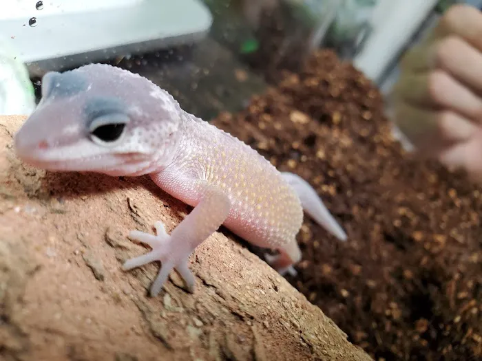 The Basking Spot Pets and Supplies Picture 5