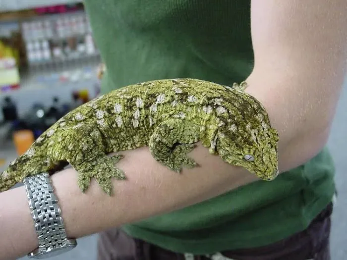Reptile Super Show | LA Pet Fair Picture 4