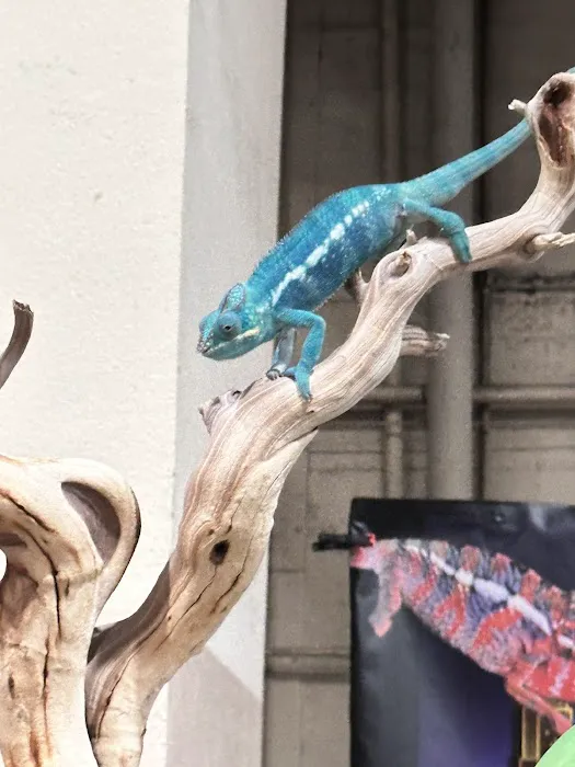 Reptile Super Show | LA Pet Fair Picture 3