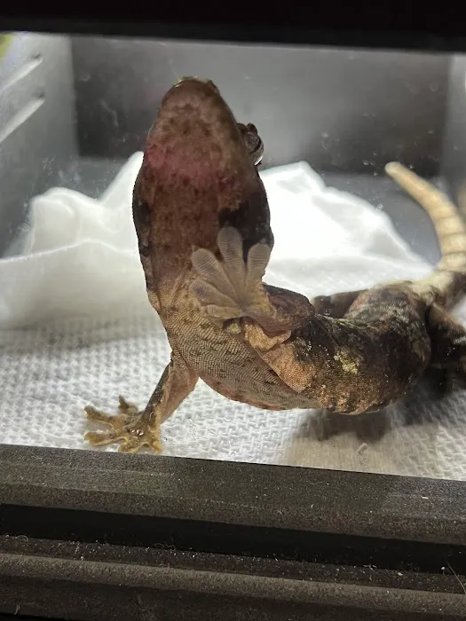 Reptile Super Show | LA Pet Fair Picture 2