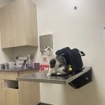 Vetco Total Care Animal Hospital