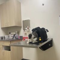 Vetco Total Care Animal Hospital ico