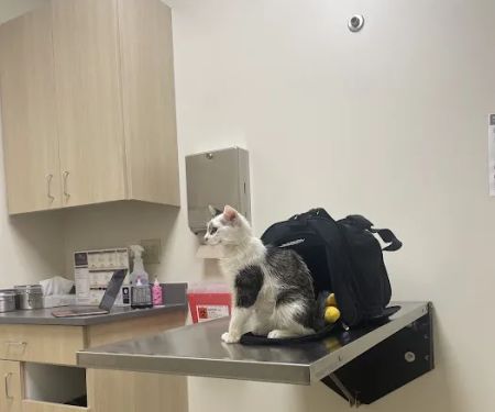Vetco Total Care Animal Hospital
