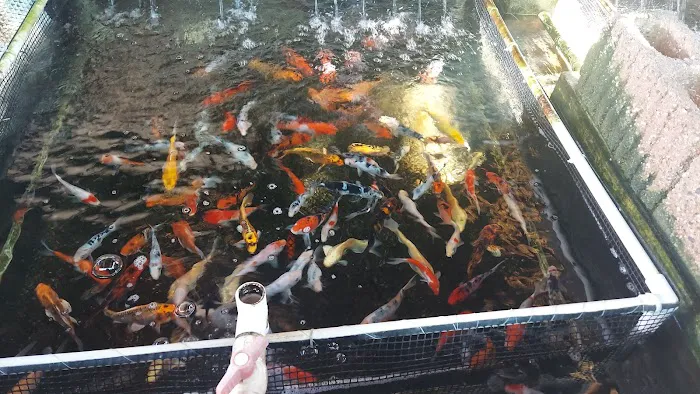 Fish City Koi & Tropical Fish Picture 6