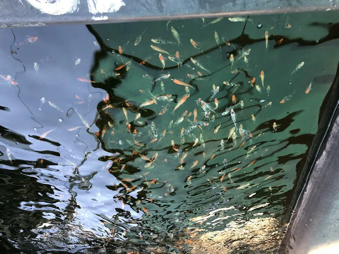 Fish City Koi & Tropical Fish Picture 10