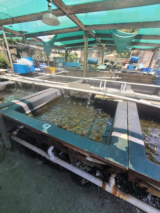 Fish City Koi & Tropical Fish Picture 7