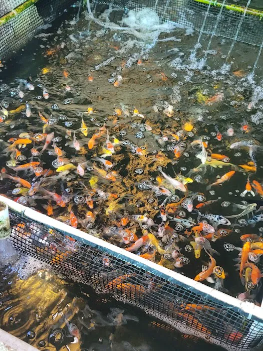 Fish City Koi & Tropical Fish Picture 4