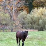 All Seasons Veterinarian Practice