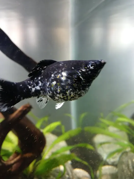 Foothill Aquatic & Pets Picture 9